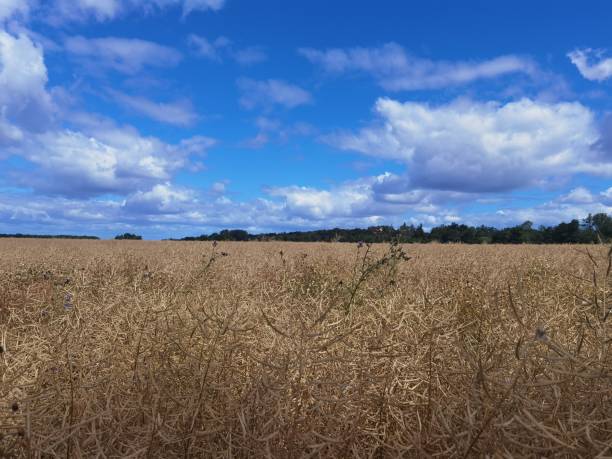 istock Landscape photos from summer in Germany 1410352788