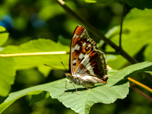 istock Diversity of insects in Germany 1410352828