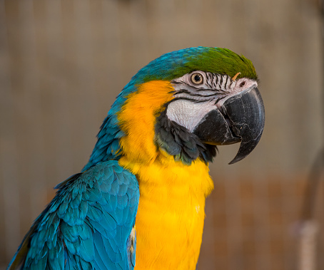 beautiful portrait blue and yellow macaw ara.parrot looks eats treat