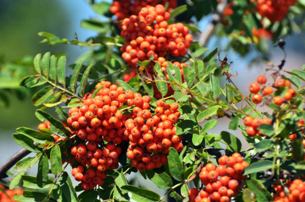 istock Berries ripen on a branch of rowan (Sorbus aucuparia) 1410353827