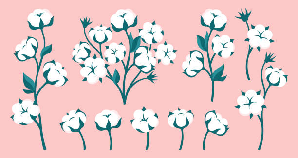 baumwollblüte zweig flach cartoon set natürliche blüte flauschige faser stiel kraut rustikal trendy grün - baumwolltupfer stock-grafiken, -clipart, -cartoons und -symbole