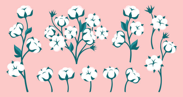 Cotton flower branch flat cartoon set natural blossom fluffy fiber stem herb rustic trendy greenery Cotton flower and branch flat cartoon set. Natural white blossom fluffy fiber on stem design. Botanical hand drawn wedding herb, rustic trendy greenery. Ripe cotton boll fiber bouquet isolated vector cotton mill stock illustrations