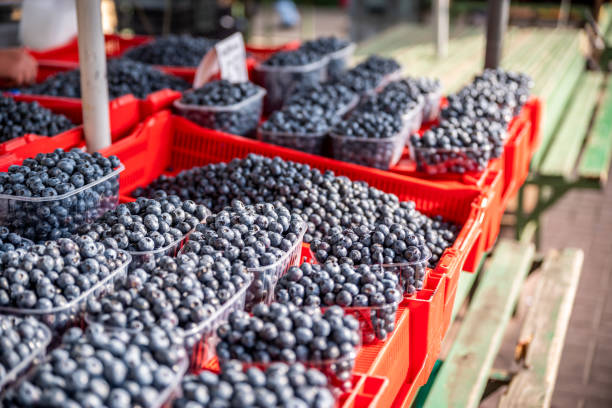 These freshly picked blueberries, glistening in the sunlight, represent the quality and deliciousness of nature's bounty from the farm.