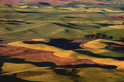 Contrasting hills of greens and browns on the Washington Palouse at sunrise. Grain fields in the summer near harvest time. Canola and  grasses.