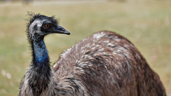 Portrait of a funny Emu