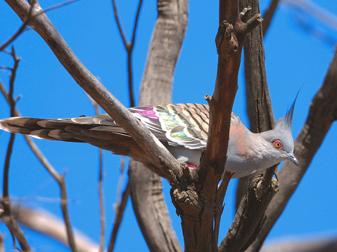 Crested Pigeon in the Northern Country