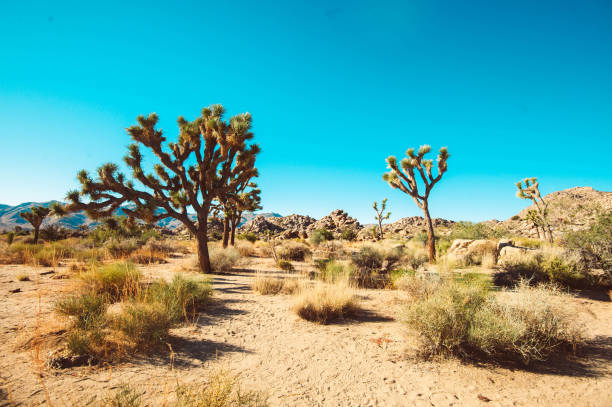 istock Joshua Tree National Park 1410359371