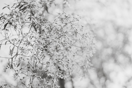 tree branches against blue sky