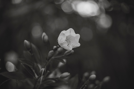 white magnolia flower in spring