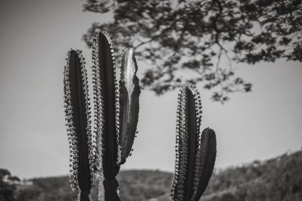 istock Photograph of cactus and sky 1410360962