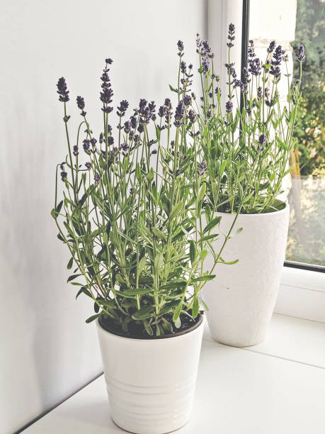 istock Two white pots with blooming lavender on a light background in front of the window 1410361681