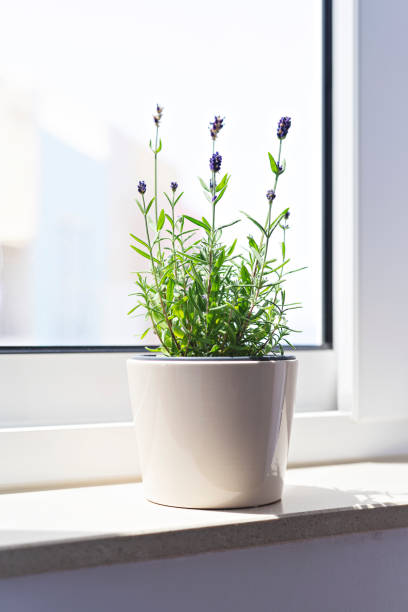 istock Blooming lavender in a white flower pot on a windowsill in sunlight 1410361683