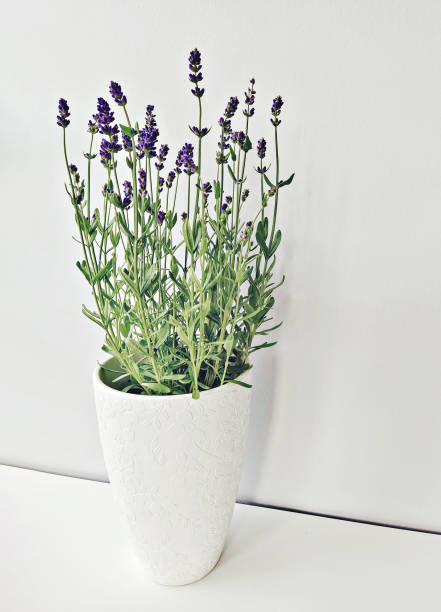 istock White pot with blooming lavender on a light background in front of the window 1410361685