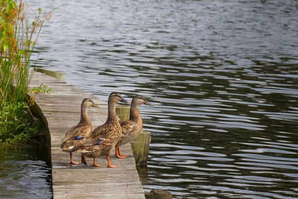 istock Ducks on a pier by the water 1410363157