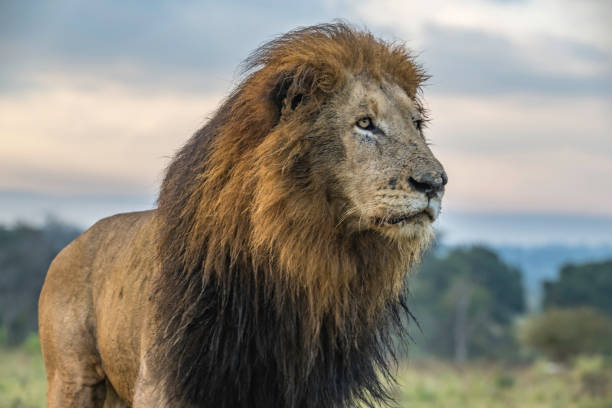 istock Male lion close up profiel Kruger Park 1410363335