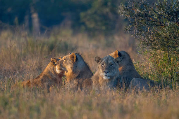 istock small pride of lions at sunset 1410364947