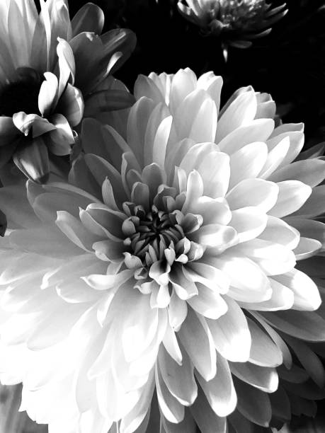 istock Black and White Flowers 1410365827