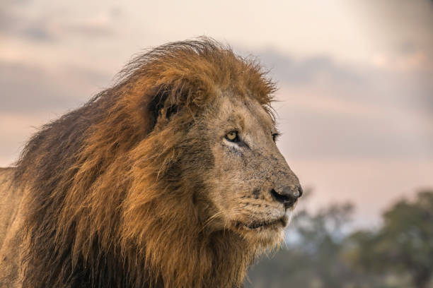 istock Profile close up  of a male lion 1410367262