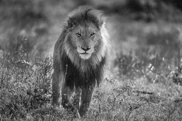 istock Male lion marching thorugh veld in Kruger Park 1410367280