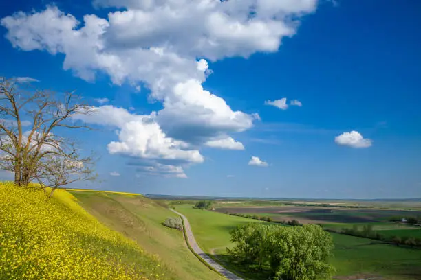 Picture of a yellow field and a blue sky in summer, made of a yellow colza rape seed field, on titelski breg, or titel hill. Titelski Breg or Titel Hill is a loess plateau situated in the Vojvodina province, Serbia. It is located in south-eastern Baka (ajkaka region), between the town of Titel in the south, the villages of Lok, Vilovo and ajka in the south-west, the village of Moorin in the north, and the river Tisa in the east. Rapeseed (Brassica napus subsp. napus), also known as rape, or oilseed rape, is a bright-yellow flowering member of the family Brassicaceae (mustard or cabbage family), cultivated mainly for its oil-rich seed, which naturally contains appreciable amounts of erucic acid. Canola are a group of rapeseed cultivars