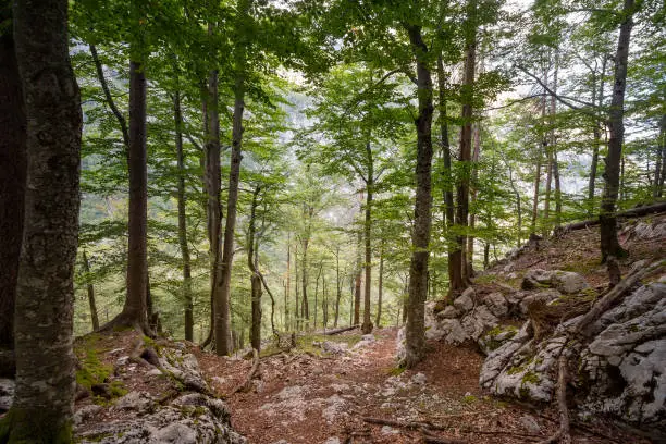 Picture of a typical deciduous forest in the Julian alps, in a deep wood, in a typical alpine forest, in Slovenia.