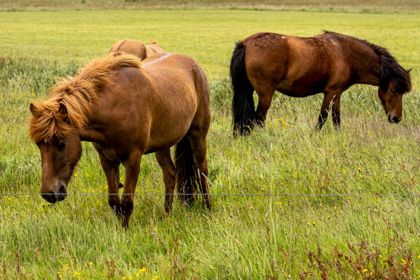 istock Icelandic horses and dog 1410368940