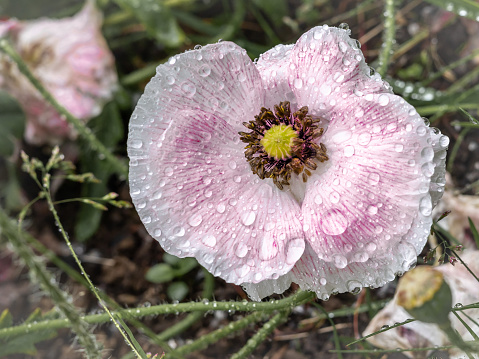 A pink poppy (Papaver rhoreas) flower wet after rain, on a green background.