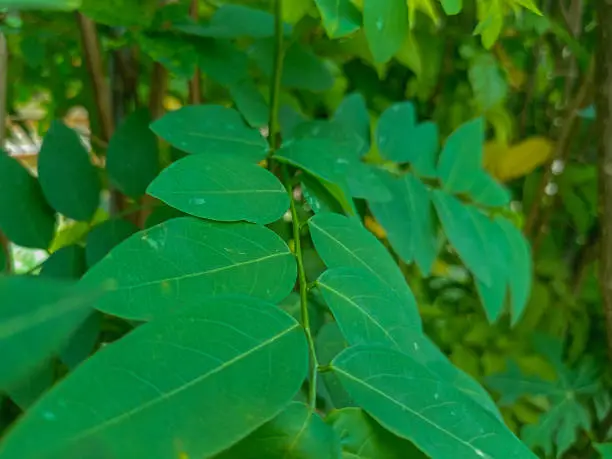 Photo of Katuk leaves on the tree