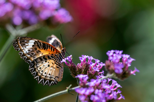 Close-up image of a leopard lacewing butterfly (Cethosia cyane) on a verbena plant