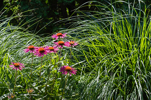 Coneflowers nestled in fountain grass on a sunny day