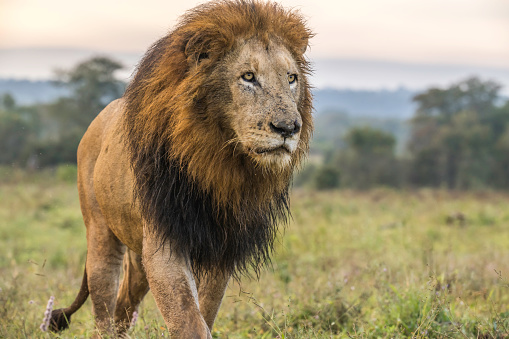 close up image of a large male lion striding forward with purpose through the African veld
