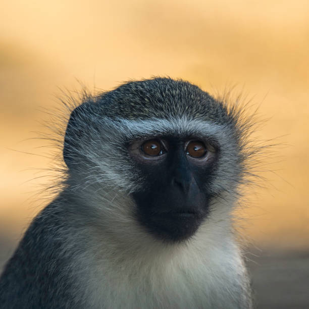 istock Vervet monkey closeup portrait - head an shoulders 1410378363