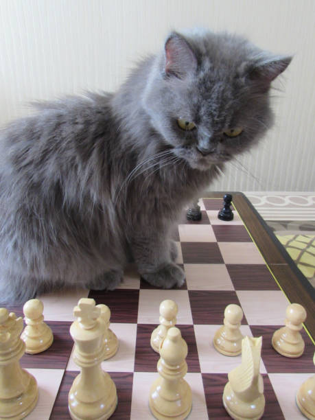 istock A house cat sitting on a chessboard. 1410378897