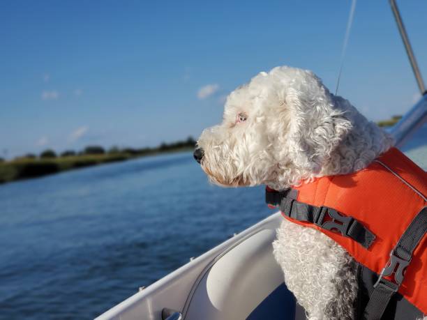 istock Dog Enjoying a Day of Boating 1410379837