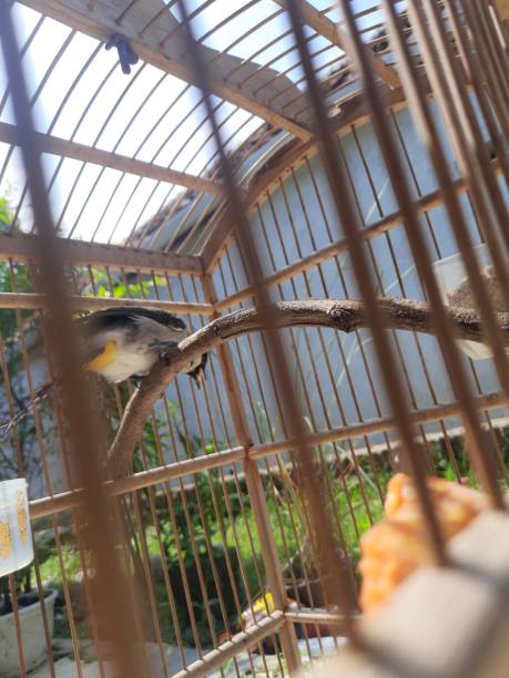 istock cuckoo bird being dried in the sun in its cage 1410386250