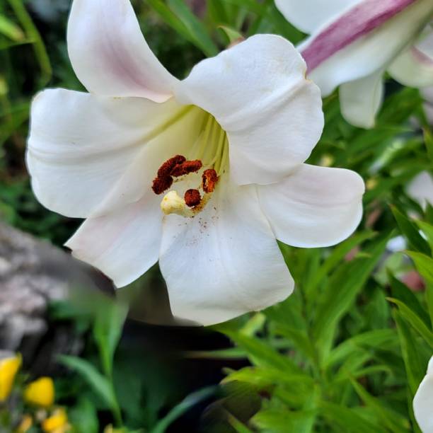 istock VH560-000-Lily1.jpg 1410388541