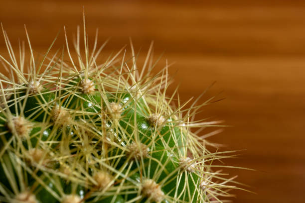 istock Closed up Echinocactus grusonii Cactus, focus in front of cactus 1410388559