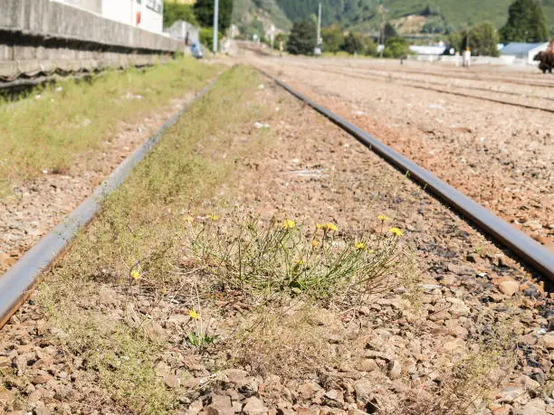 Lonely yellow dandileion flowers between railway tracks dissappearing into distance.