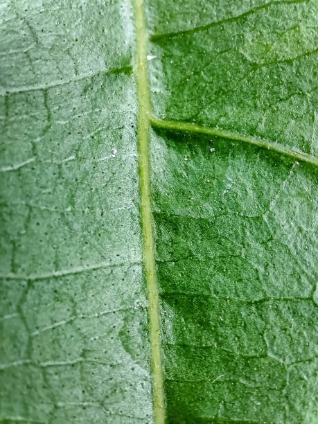 istock Cyclea barbata leaf detail from macro lens 1410391381