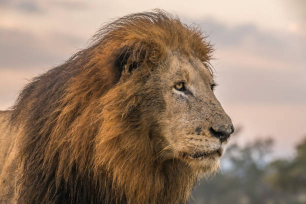 istock Male lion in profile - earlly evening K 1410392470