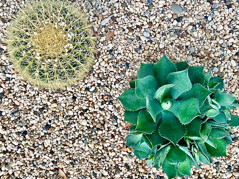 Horizontal flat lay of cactus plants green and spikey set in landscaped garden in gravel rock pebbles