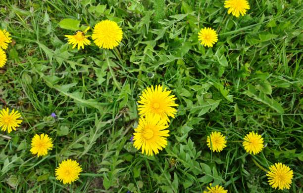 istock Dandelion meadow with flowers in spring closeup 1410396603