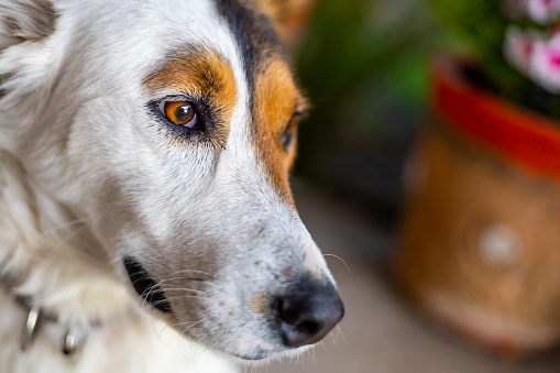 Details of a dog pet in home.