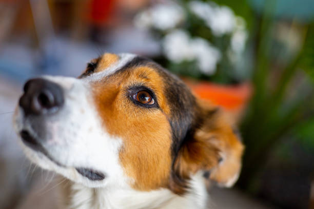 Details of a dog pet in home.
