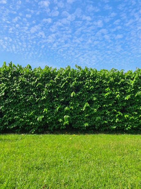 istock Green grass and leafy wall on blue sky background 1410397457