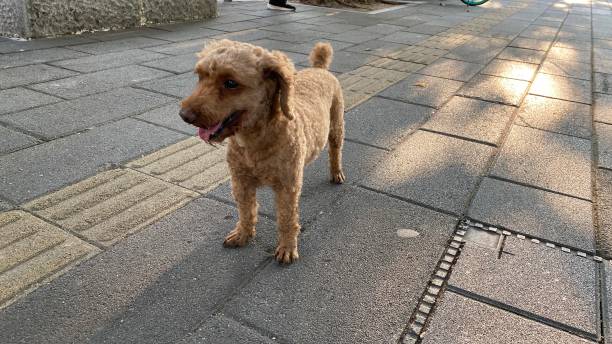 istock puppy walking in the street 1410400202