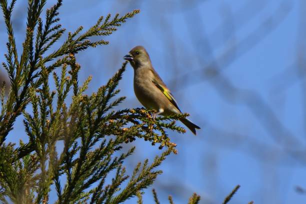 istock Oriental Greenfinch perching on a branch 1410400489