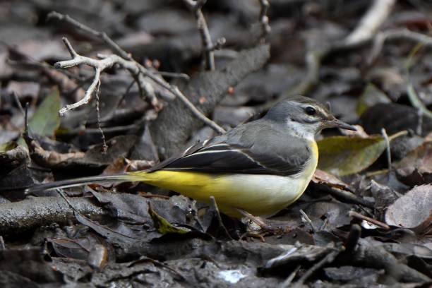 istock Gray wagtail walking in a swamp 1410400591