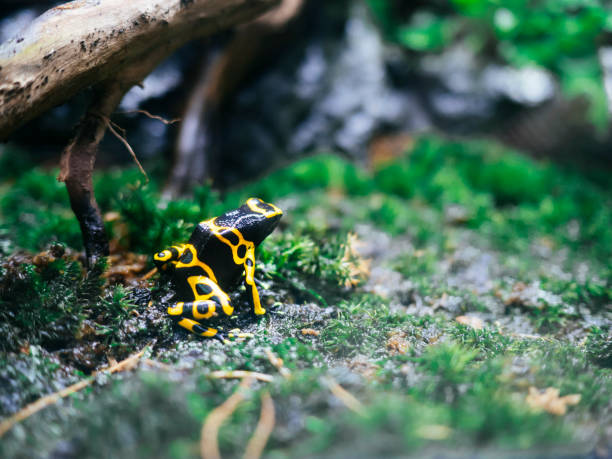 istock Black frog with bright yellow patterns poisonous 1410401233