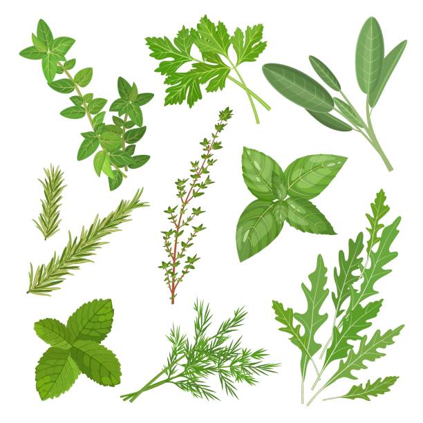 ilustrações de stock, clip art, desenhos animados e ícones de spicy medicinal herbs set with thyme, mint, oregano, sage and other plants, square vector illustration isolated on white background - oregano rosemary healthcare and medicine herb